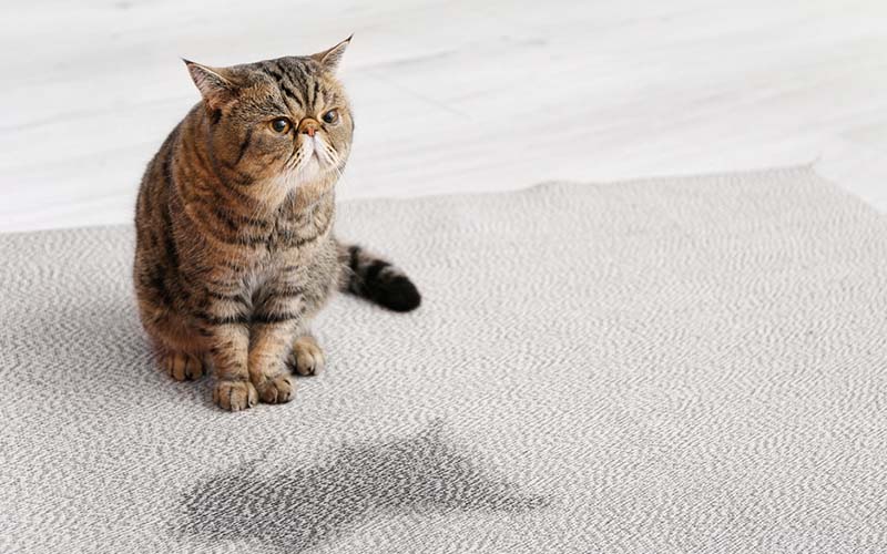 Area Rug Cleaning staten island City, Area Rug Cleaning si, Carpet Cleaning staten island City, Carpet Cleaning si, si carpet cleaning, si carpet cleaners, staten island carpet cleaning, staten island carpet cleaners, staten island carpet cleaning services, rug cleaning, rug cleaners, si rug cleaning, si rug cleaners, rug cleaning in si, rug cleaners in si, commercial carpet cleaning, commercial carpet cleaning in si, si commercial carpet cleaning, upholstery cleaning, upholstery cleaning si, upholstery cleaners in si, si upholstery cleaning, si upholstery cleaners, bed bug treatment, bed bug treatment si, si bed bug treatment, stain removal, stain removal si, si stain removal